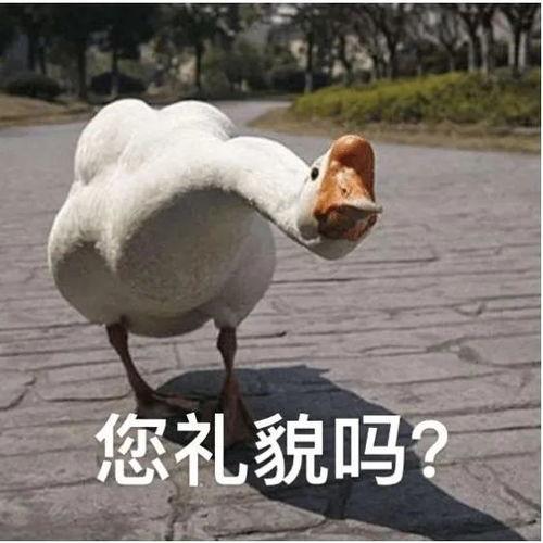 爆料大鹅解说是谁呀最新,爆料大鹅解说背后的神秘人物 第3张 爆料大鹅解说是谁呀最新,爆料大鹅解说背后的神秘人物 第3张