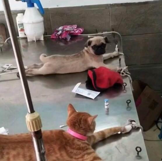 赤犬巴哥爆料了吗视频下载,揭秘幕后真相